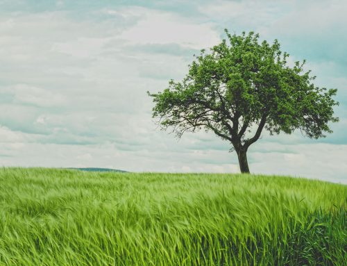 Obvious Tree Analogies, and Other Updates